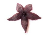 Thumbnail of 9999_ Stapelia spec._20121013_03.jpg